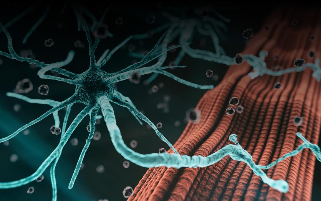 Illustration of neurons